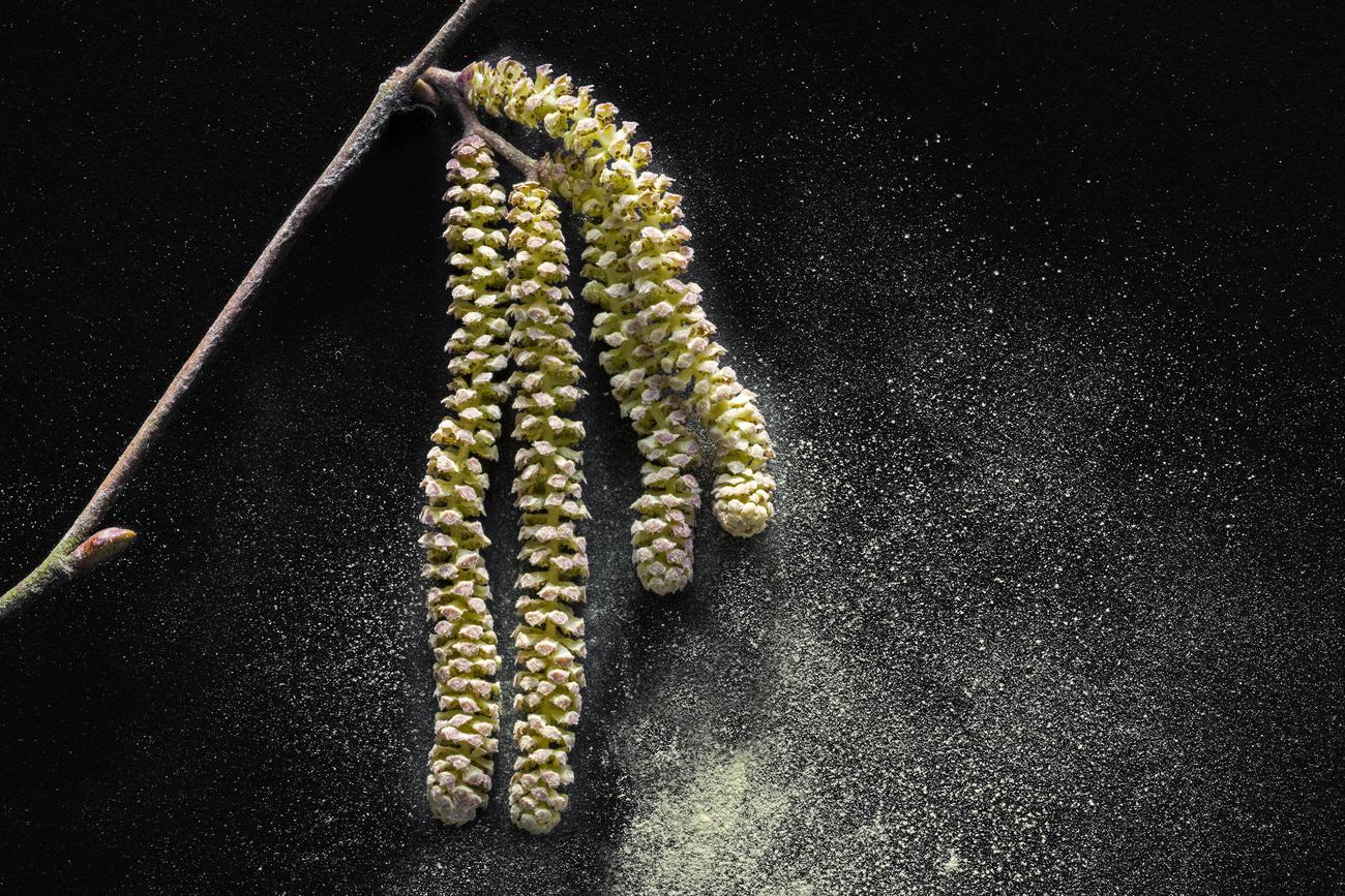 Pollen de noisetier