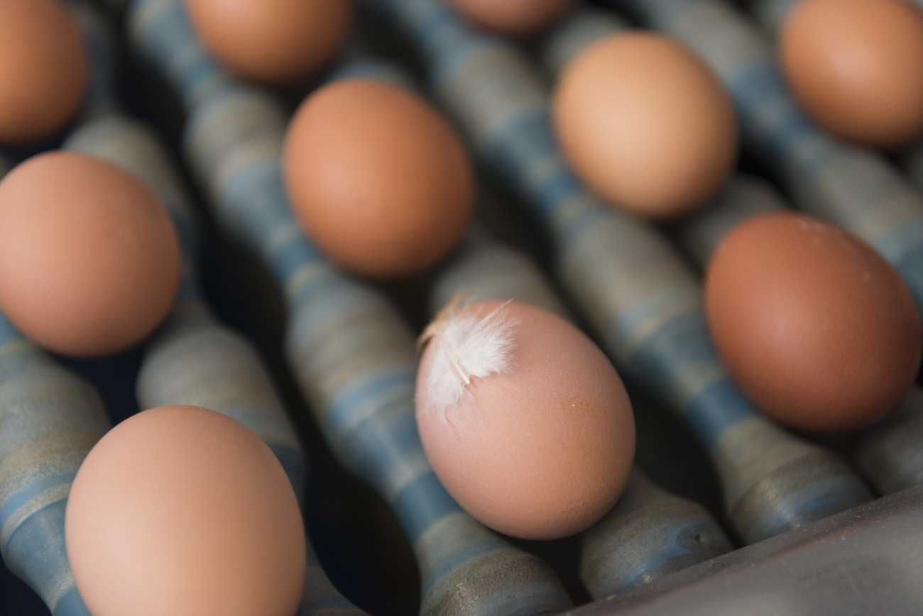 eggs