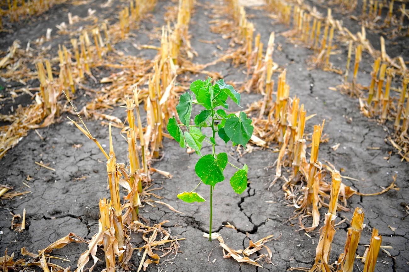 The increased frequency and intensity of droughts due to climate change are reducing agricultural yields