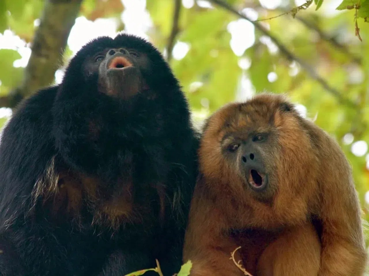 Several species of South American monkeys are capable of yodelling – and they do it far better than humans. This remarkable vocal ability is thanks to thin vocal cord membranes located above the vocal folds in the larynx, a feature found in many non-human primates.