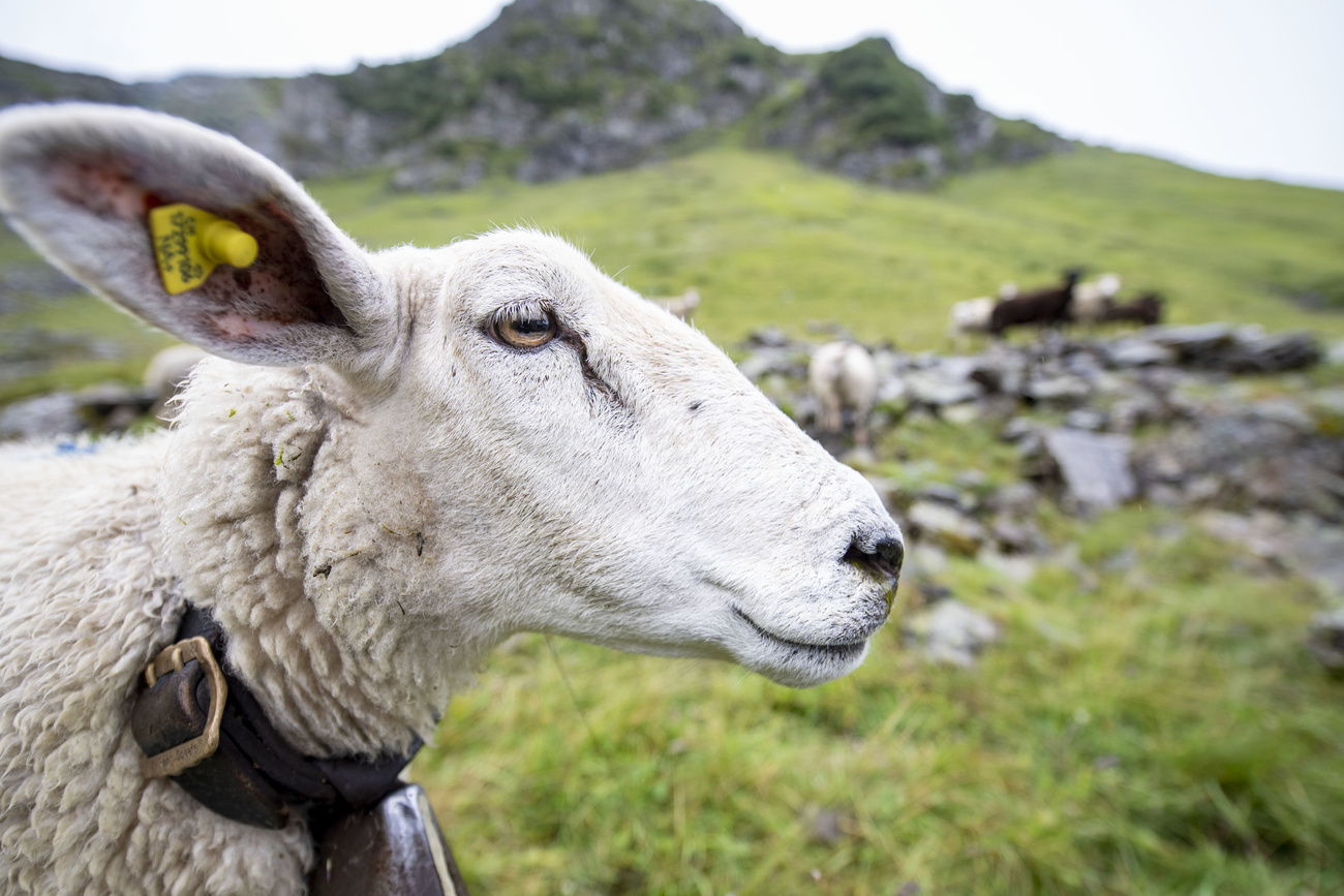 sheep