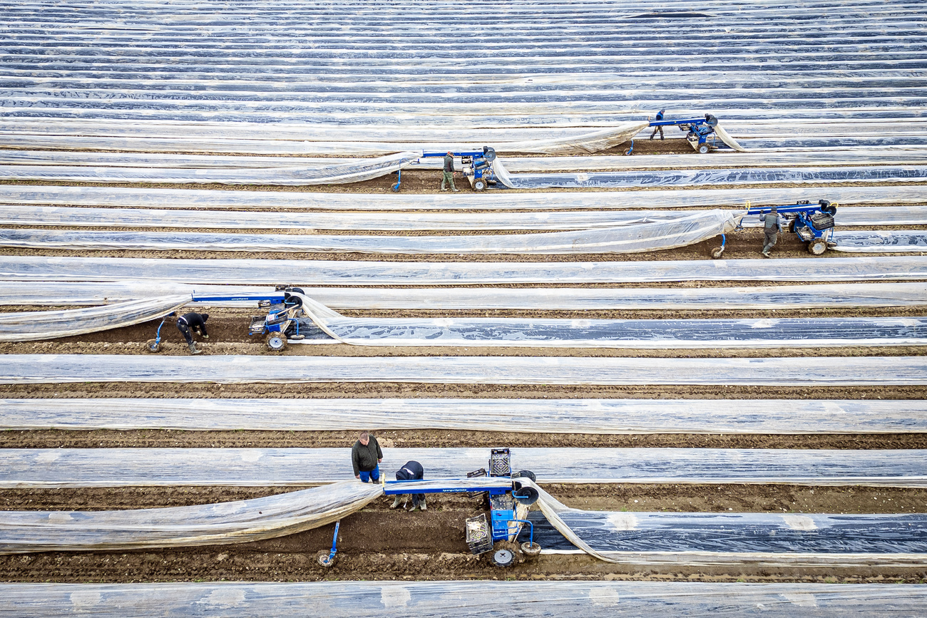 Champ d'asperges dans le canton de Zurich.