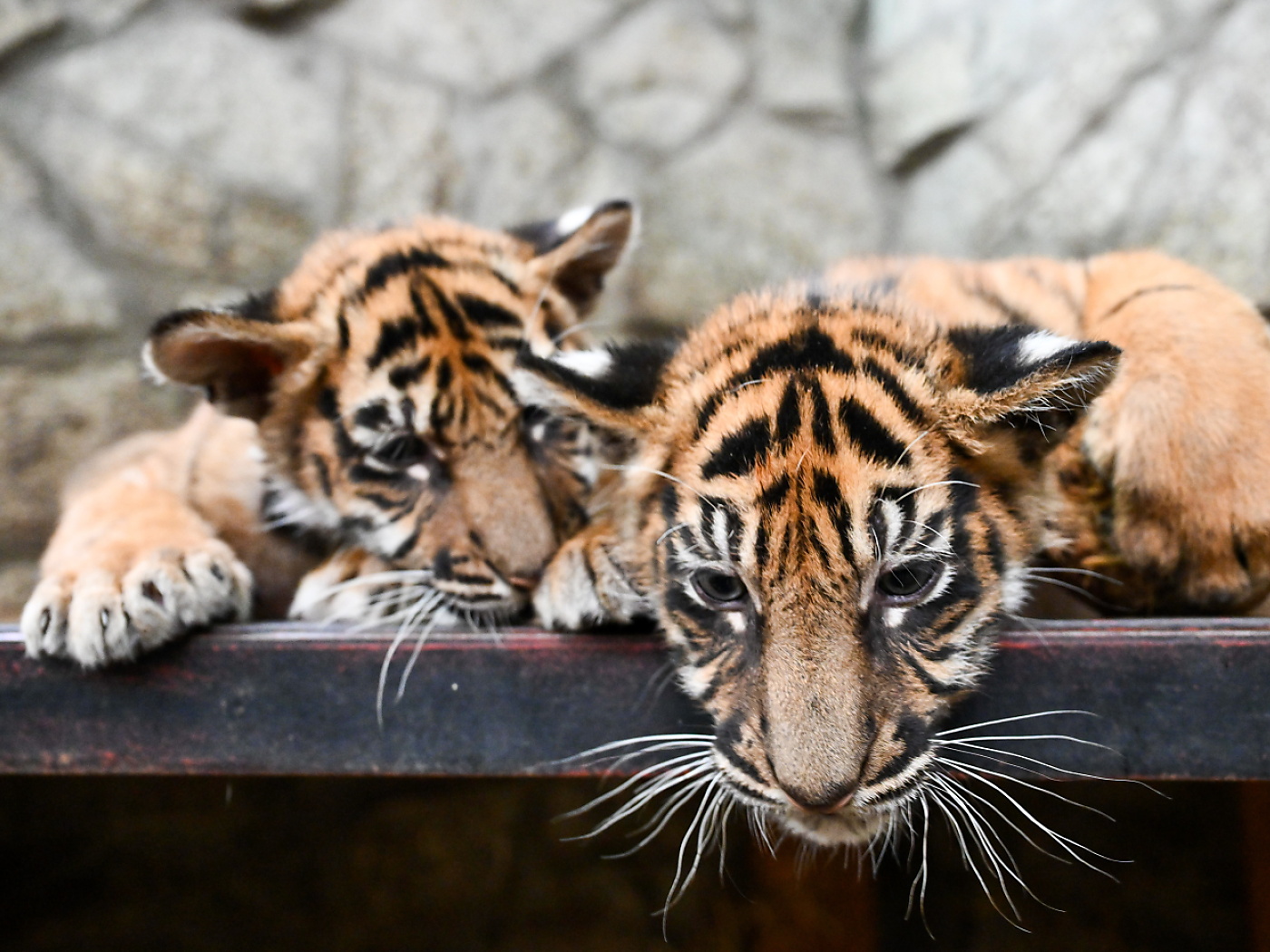 Man Arrested for Living with 7 Tigers