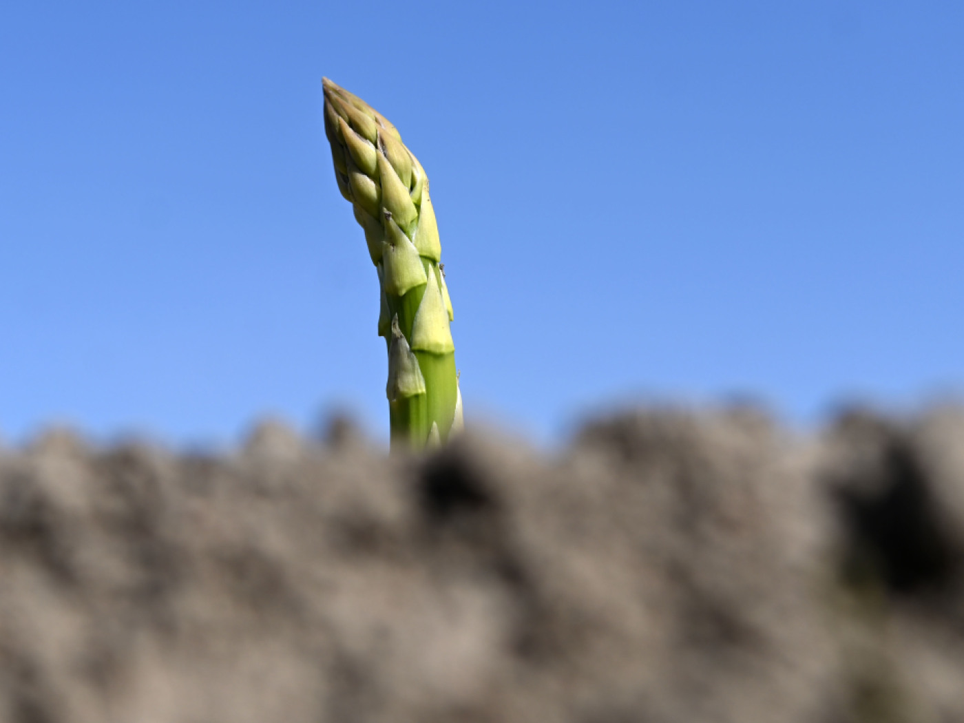First asparagus harvested in Swiss fields