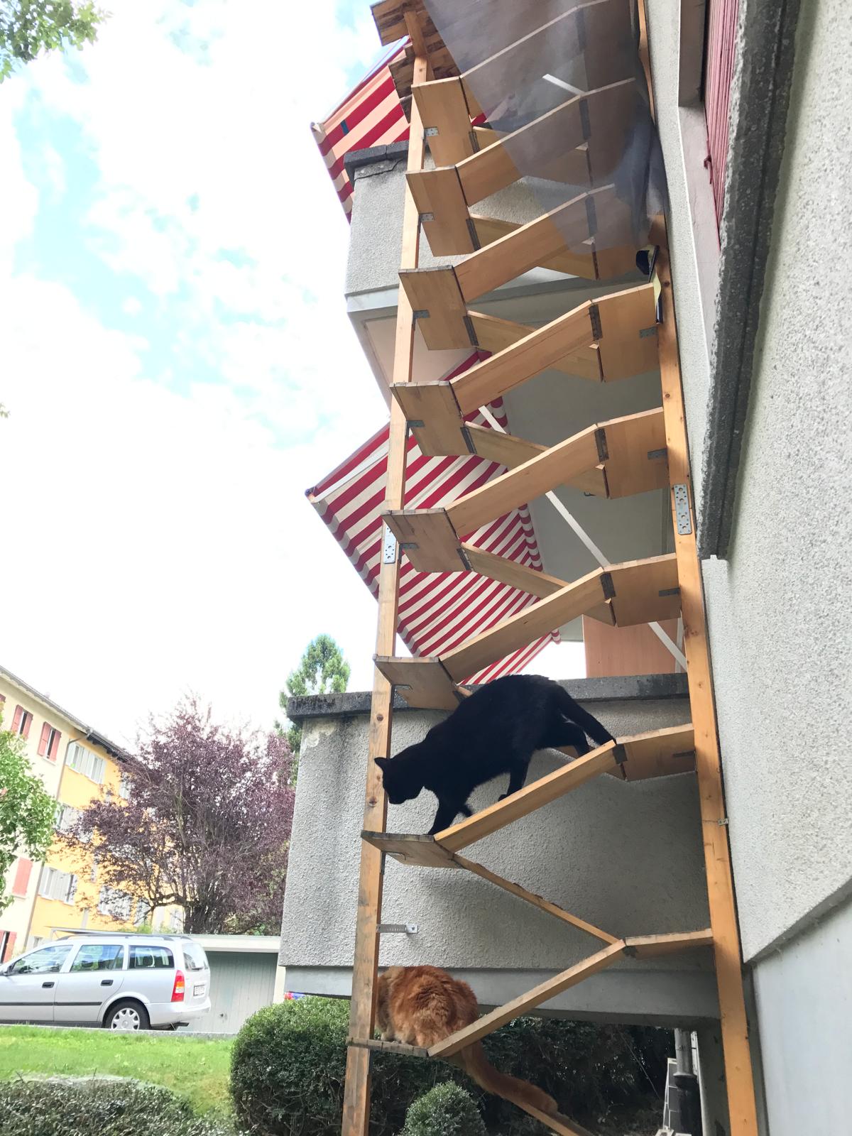 Deux chats sur une échelle à chat