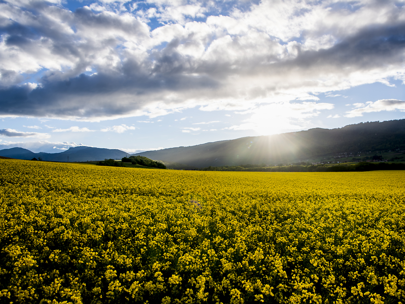 Restrictions are causing problems for Swiss rapeseed farmers
