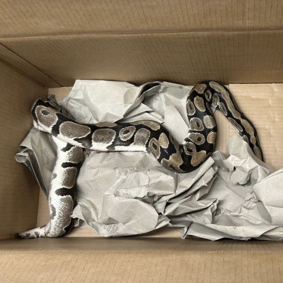 Swiss police solve mystery of abandoned python - SWI swissinfo.ch