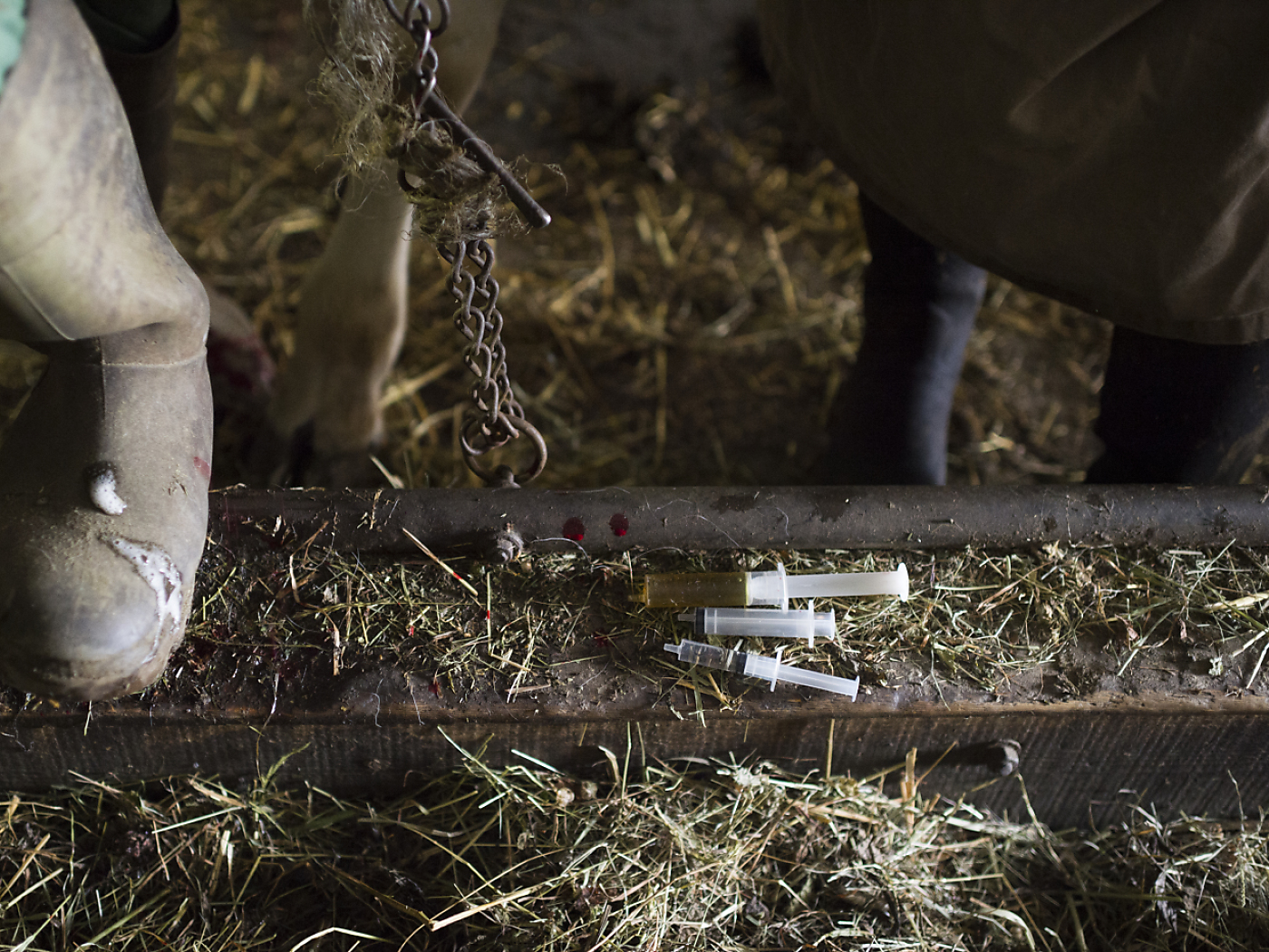 Use of antibiotics in livestock farming increases significantly according to study