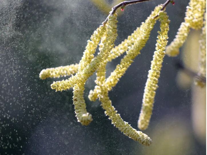 Pollen vom Hasel fliegen durch eine Parkanlage.