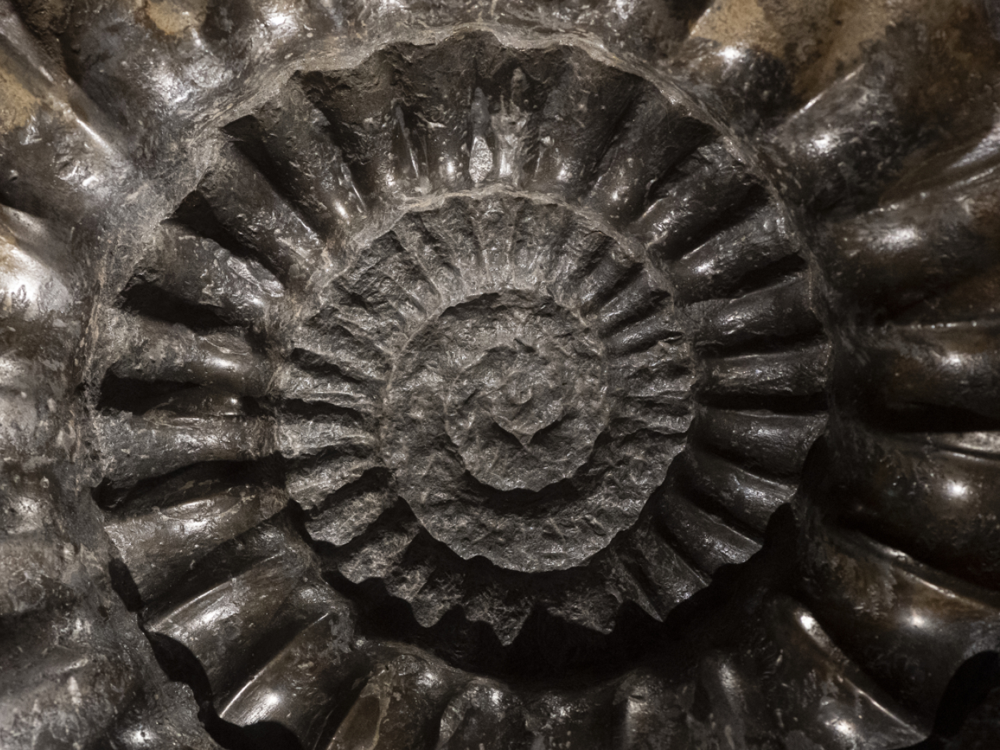 Why some animals become fossils and others disappear