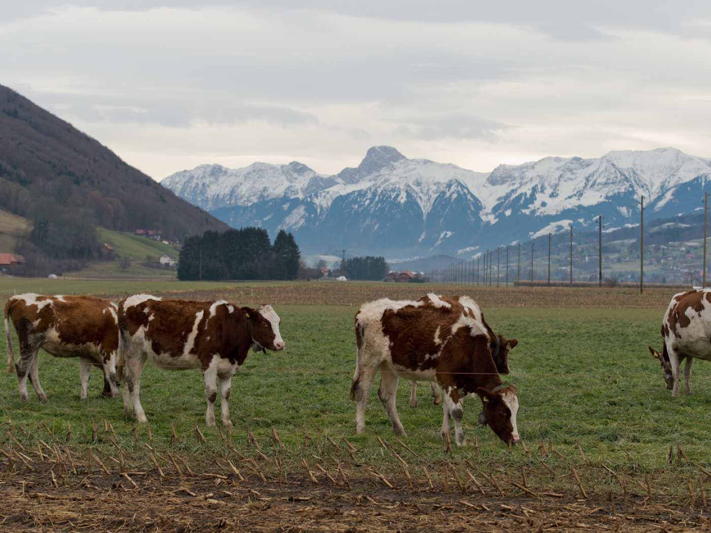 Бернская ассоциация фермеров выразила обеспокоенность по поводу политических инициатив, направленных на внедрение исключительно растительного питания в государственных учреждениях города Берн.