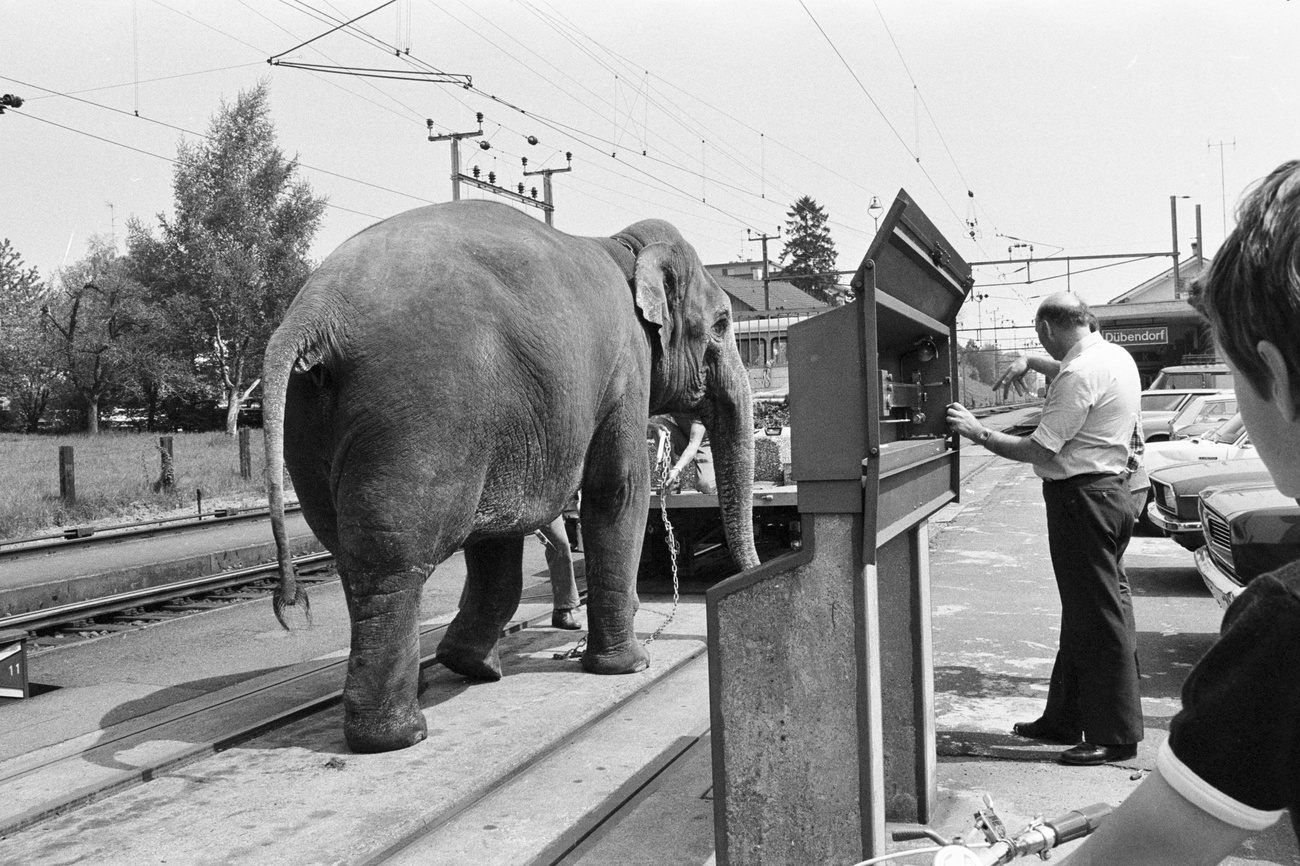 misurazione del peso di un elefante
