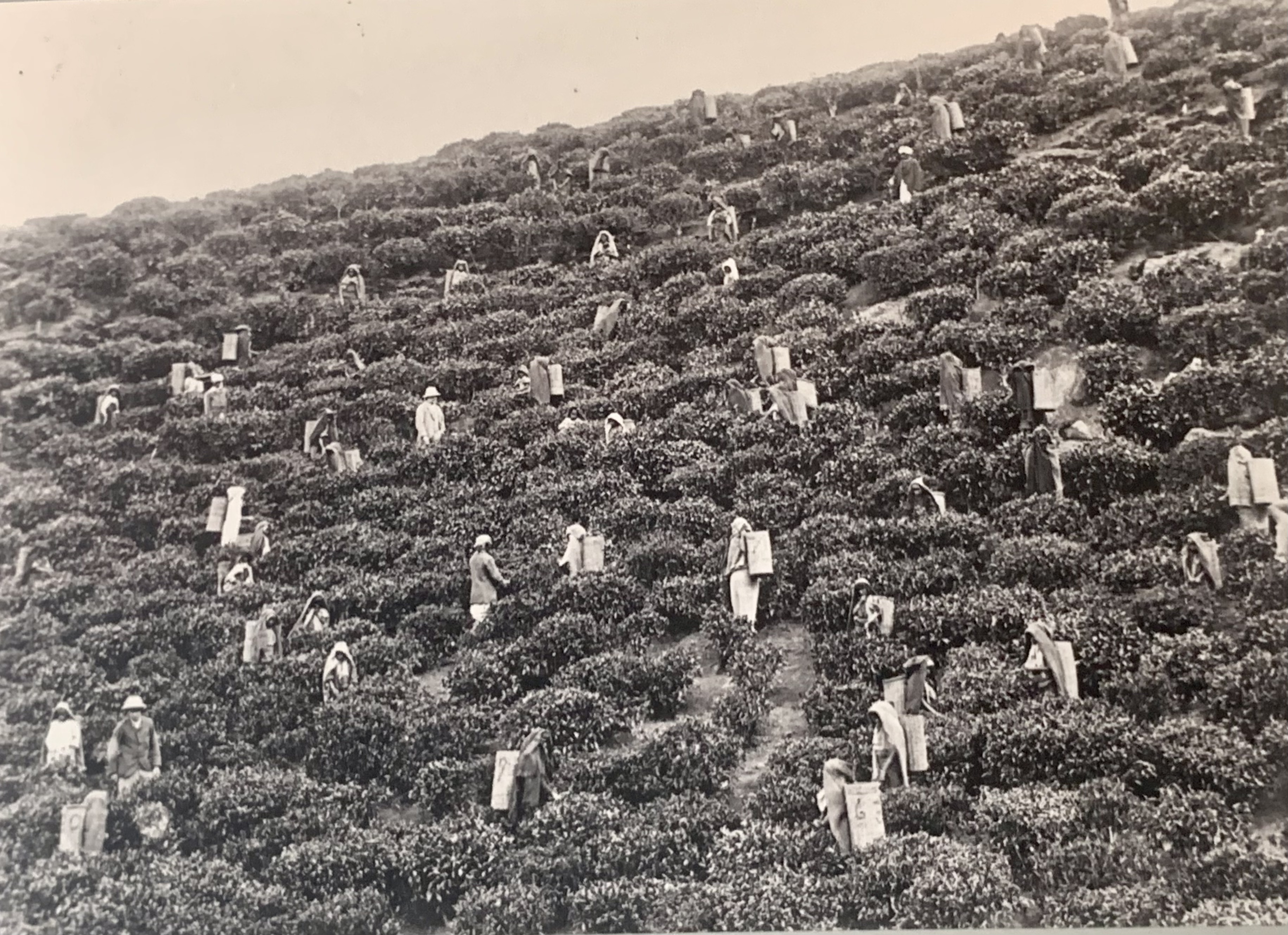 Teeplantage im Hochland von Ceylon. Das Foto ist eines jener Bilder, die Max Huber vor Ort gekauft hat.