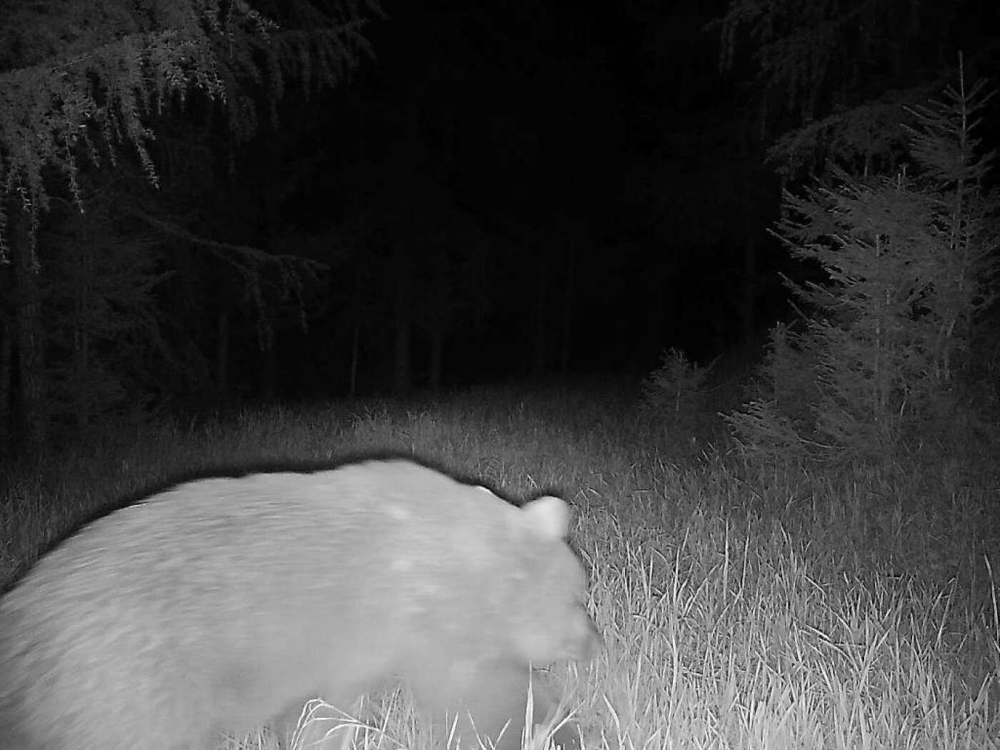 immagine di orso catturata da una fototrappola di notte