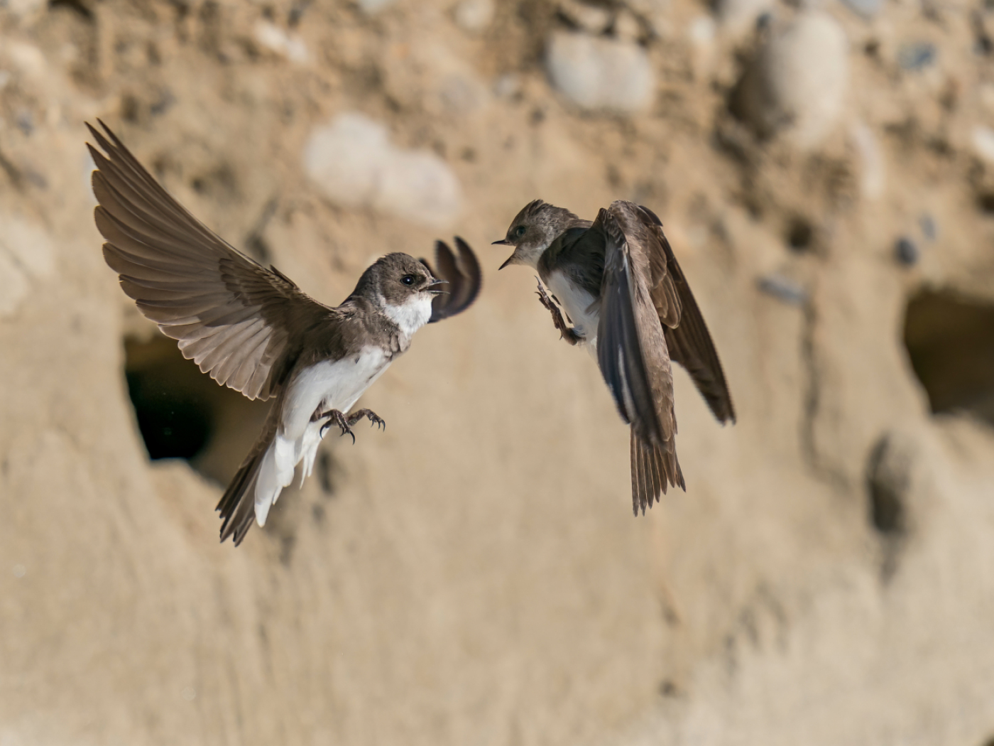 BirdLife calls for bank swallow habitat to be preserved
