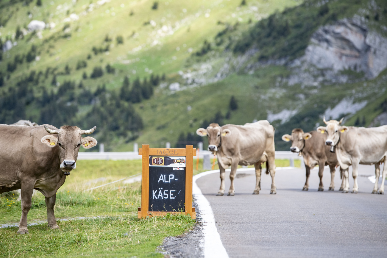 Mucche su strada di montagna