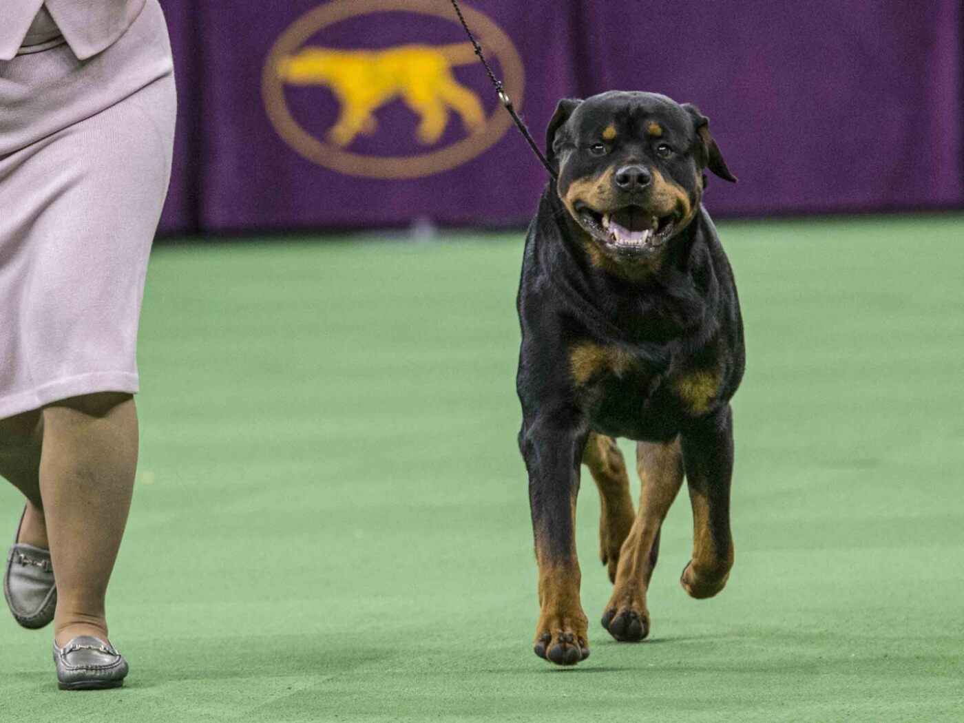 Only 55 owners apply to keep Rottweilers in Zurich