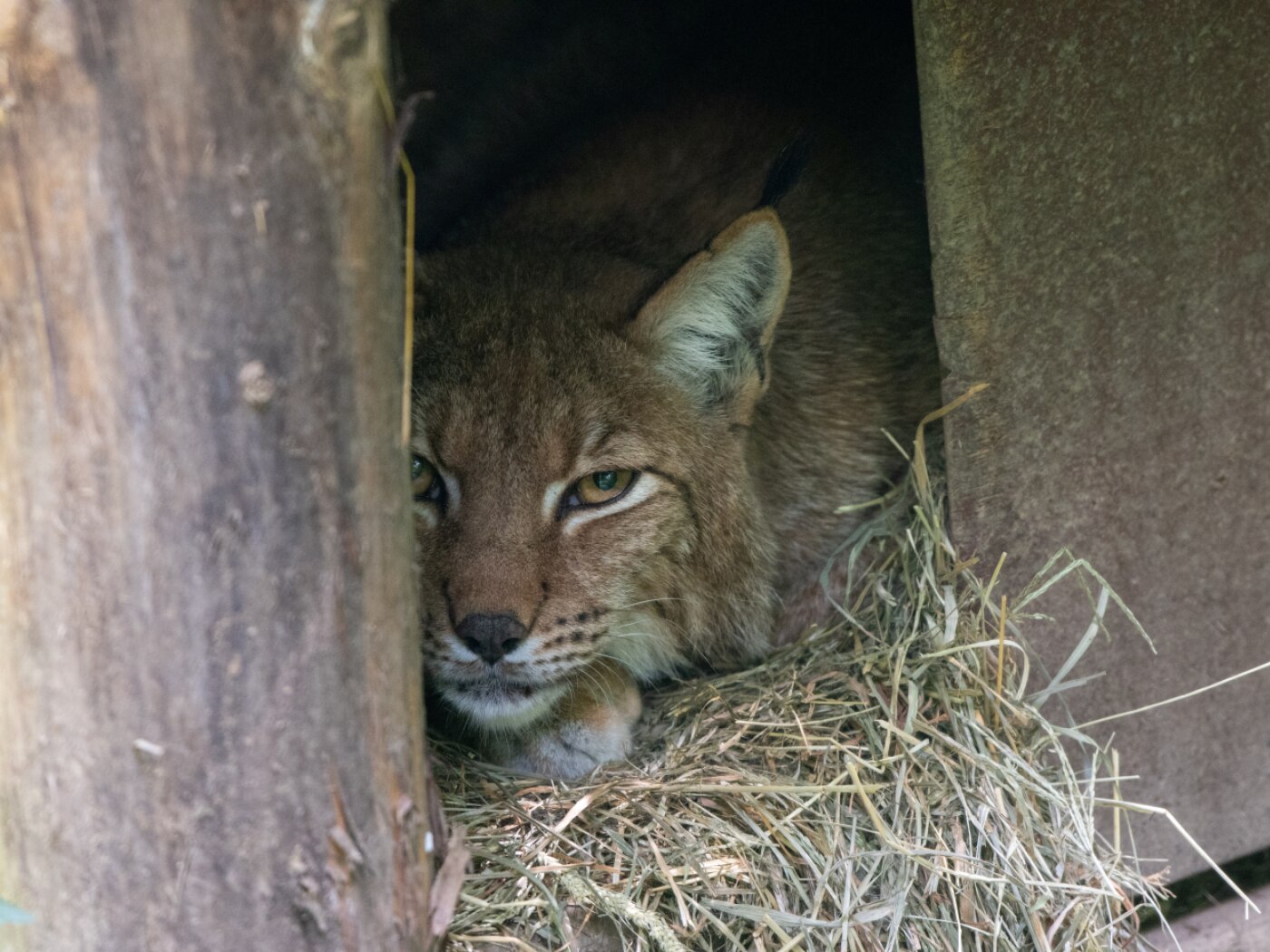 First lynx offspring in over 25 years at Goldau Zoo