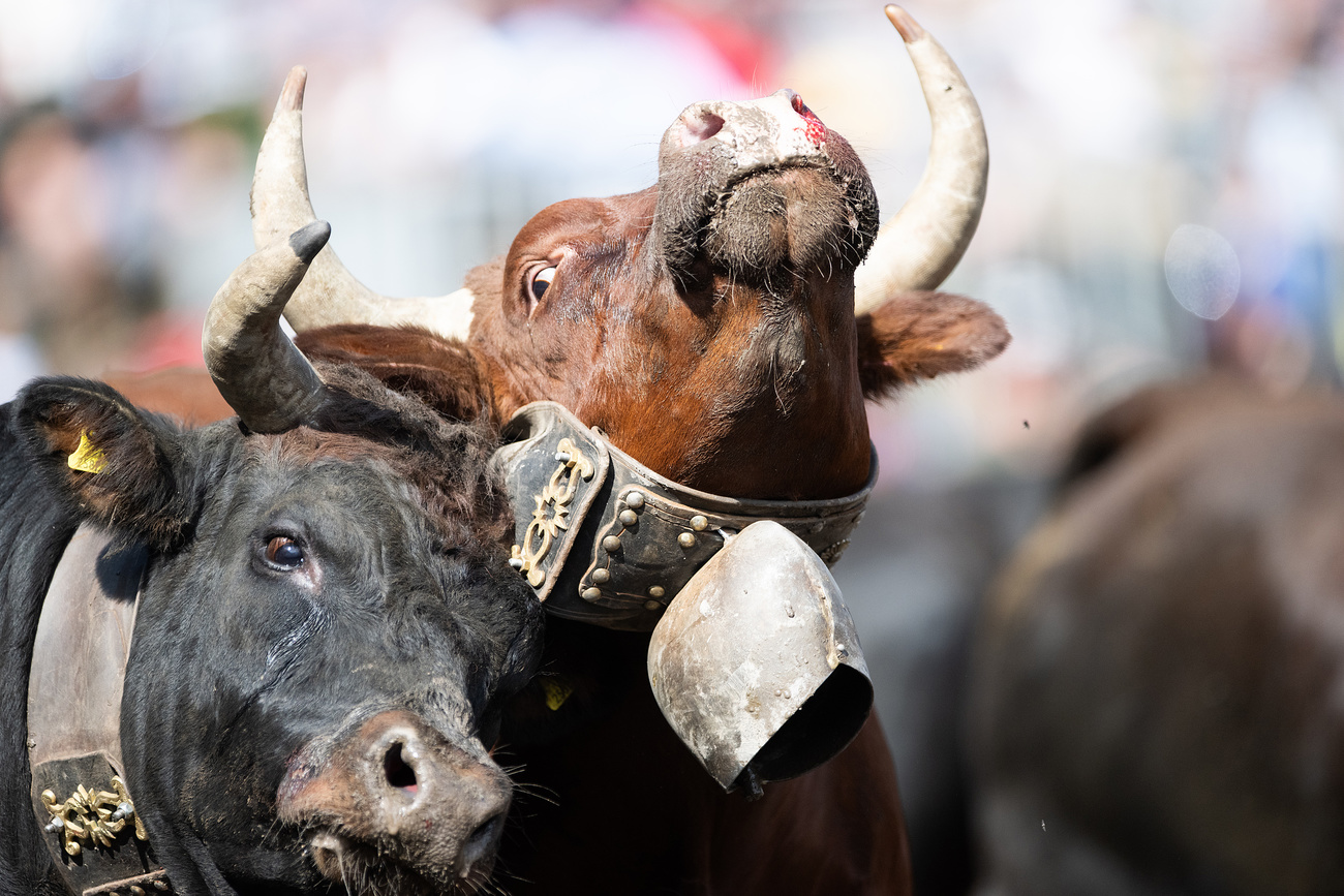 Cows fighting