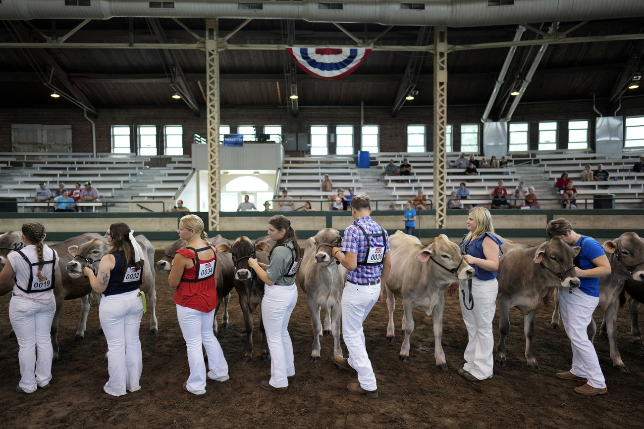 delle persone ammirano delle mucche