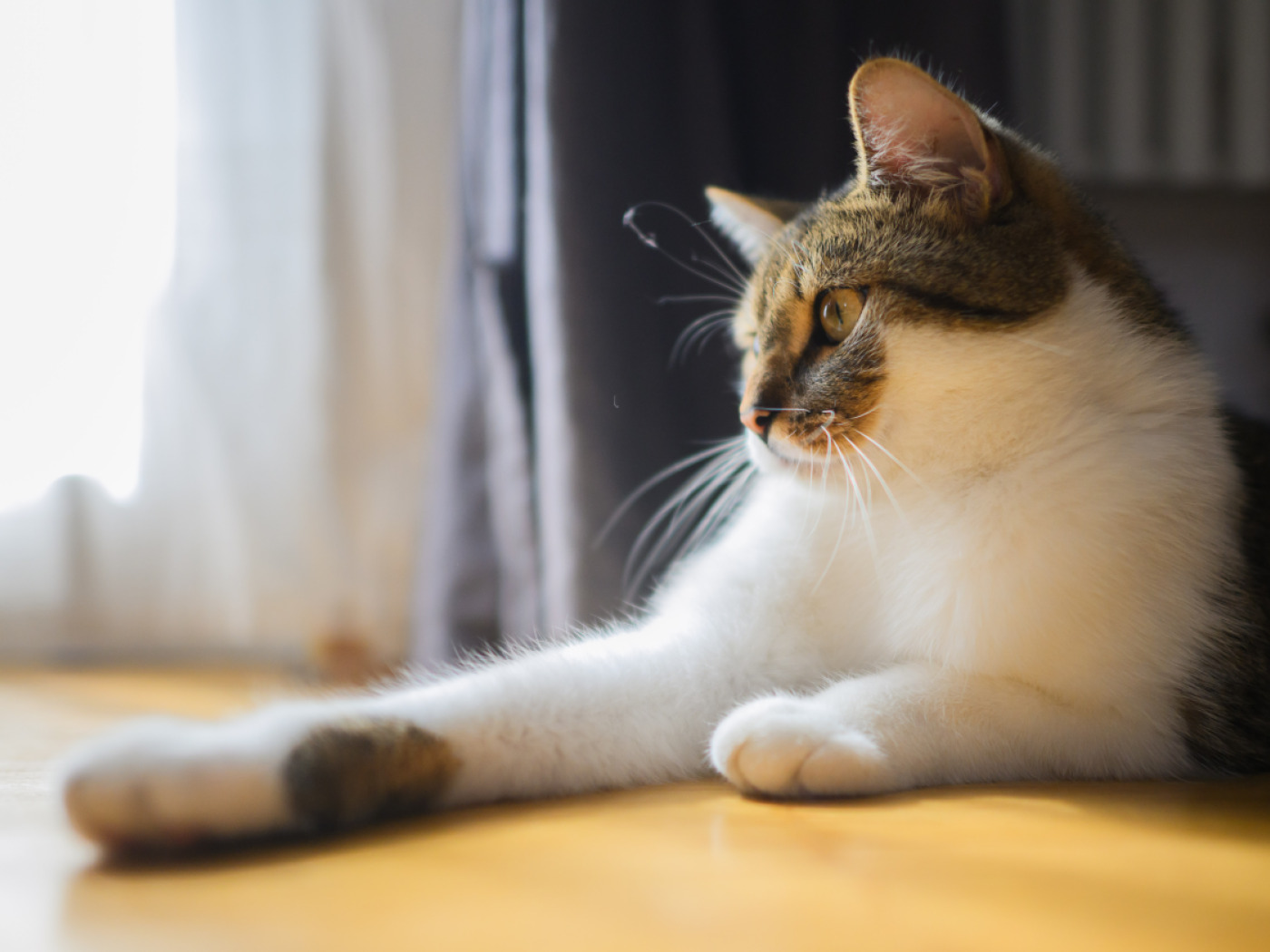 Zurich pensioner faces district court for feeding cats