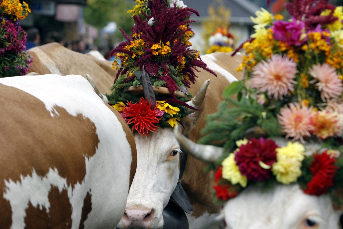 Зимментальская пятнистая порода (Simmentaler Fleckvieh) у себя на родине, регион деревни Ленк, Бернский Оберланд. Keystone / Urs Flüeler