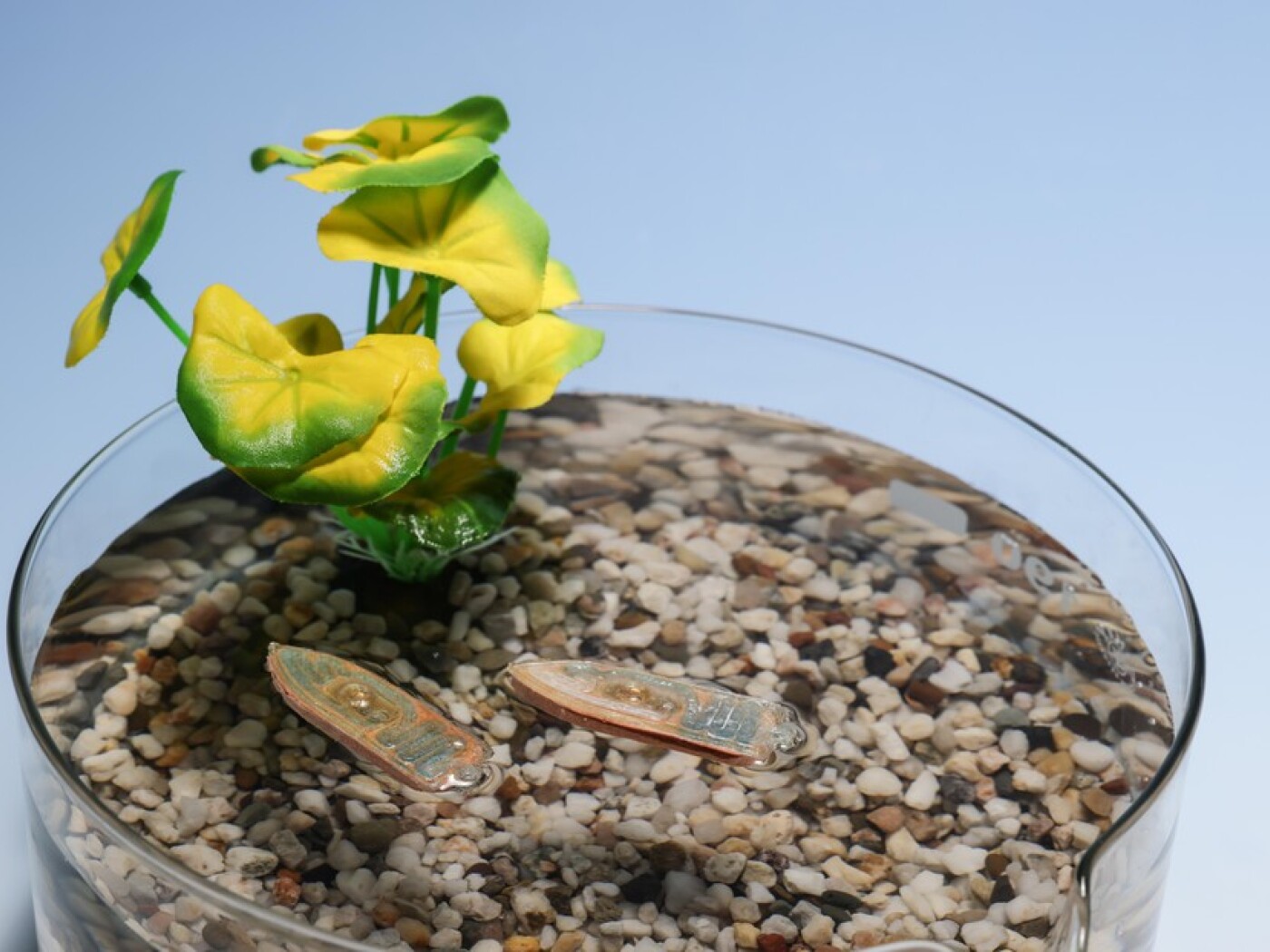 Lausanne research team develops aquatic robots from fish food