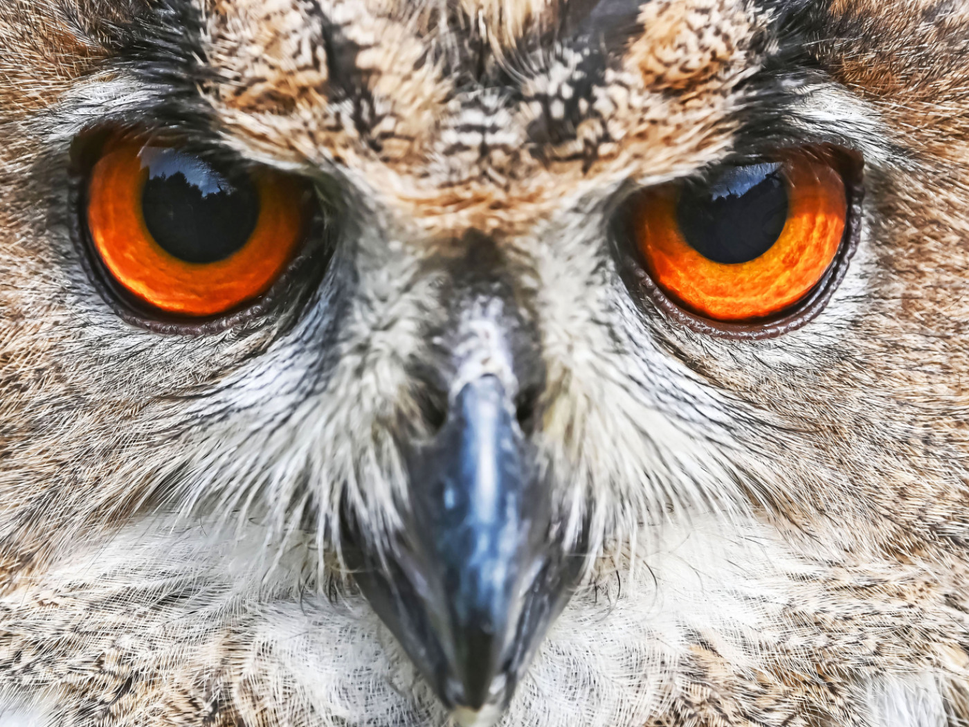 Railways: preventing the electrocution of large birds