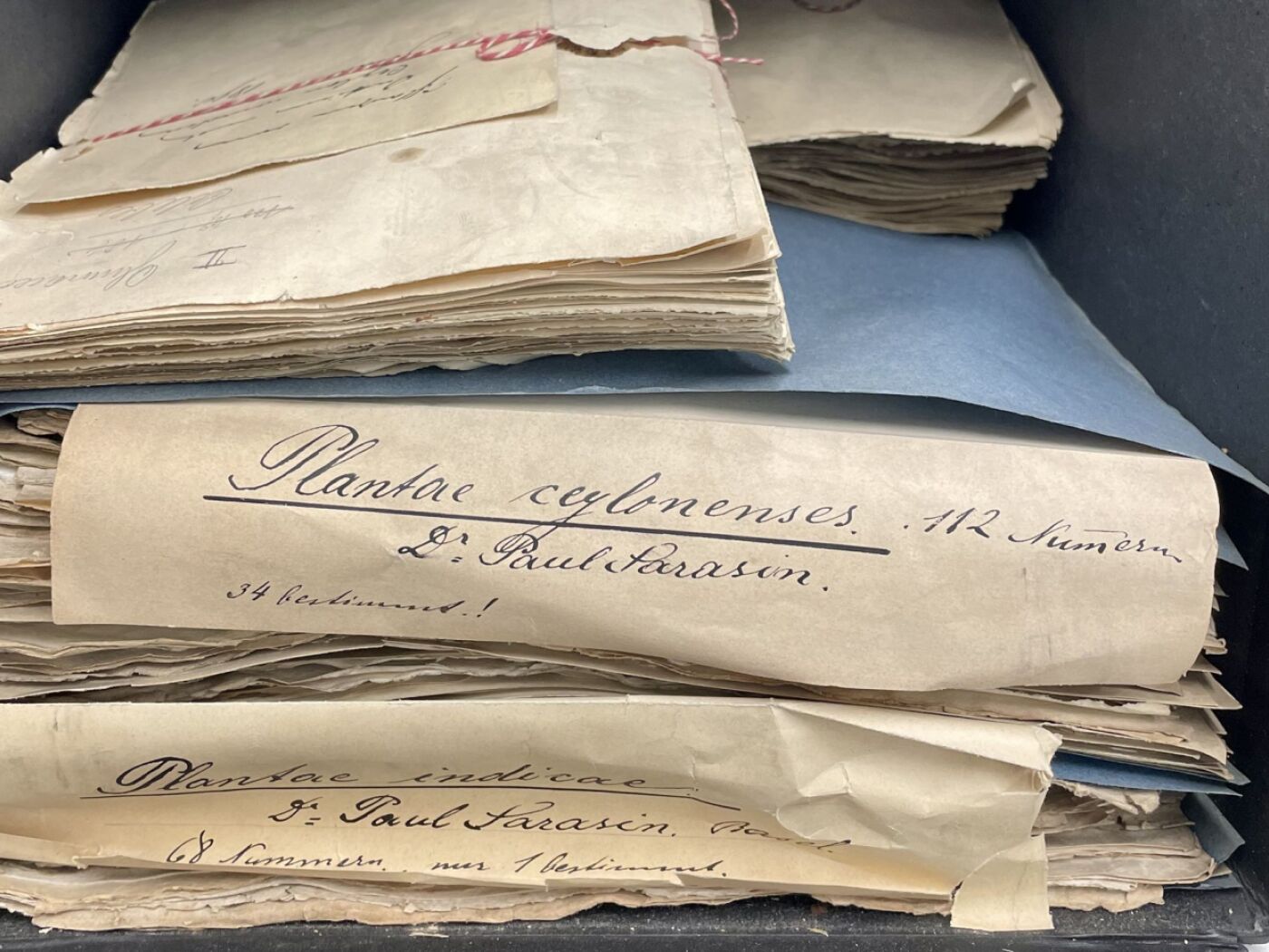 Historical plant collection believed to have been destroyed found in Basel