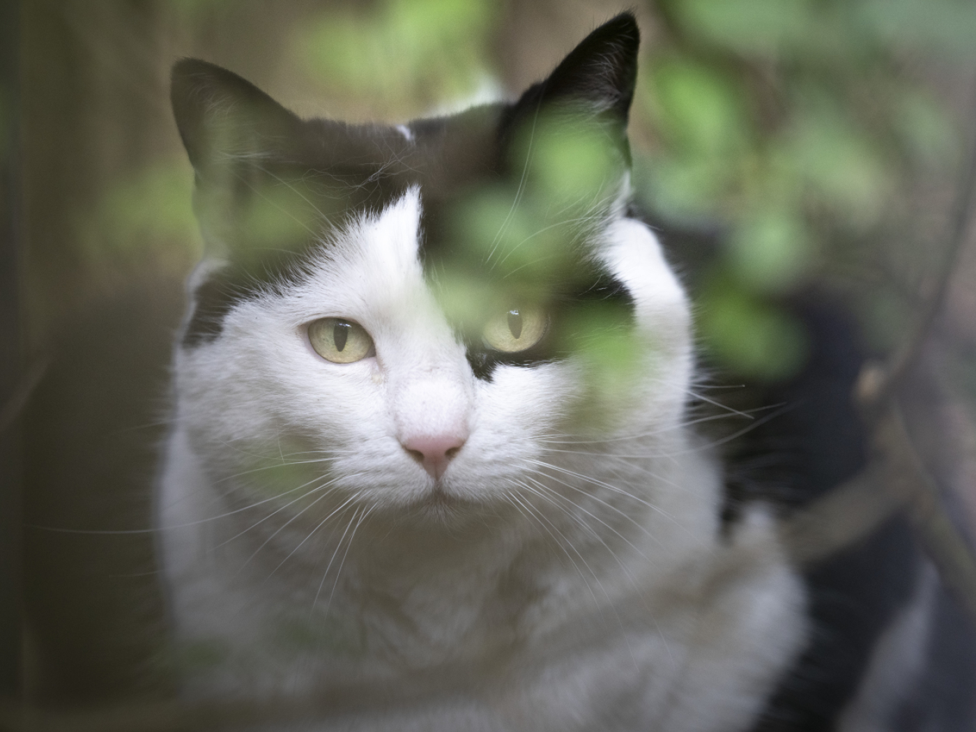 Cats should not be microchipped