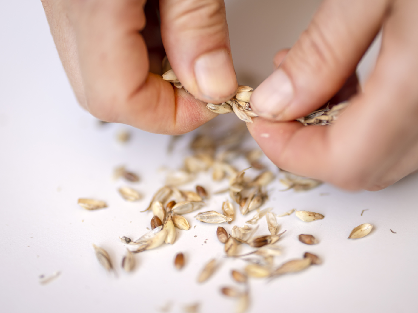 Fibre keeps blood vessels young, according to Zurich study