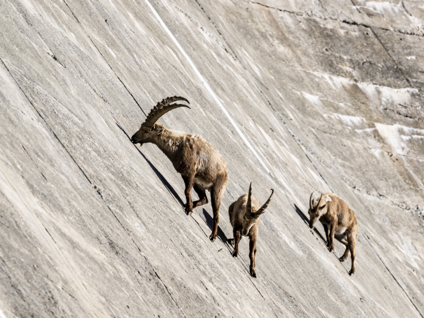 Salanfe dam (VS): the ibex play tightrope walker
