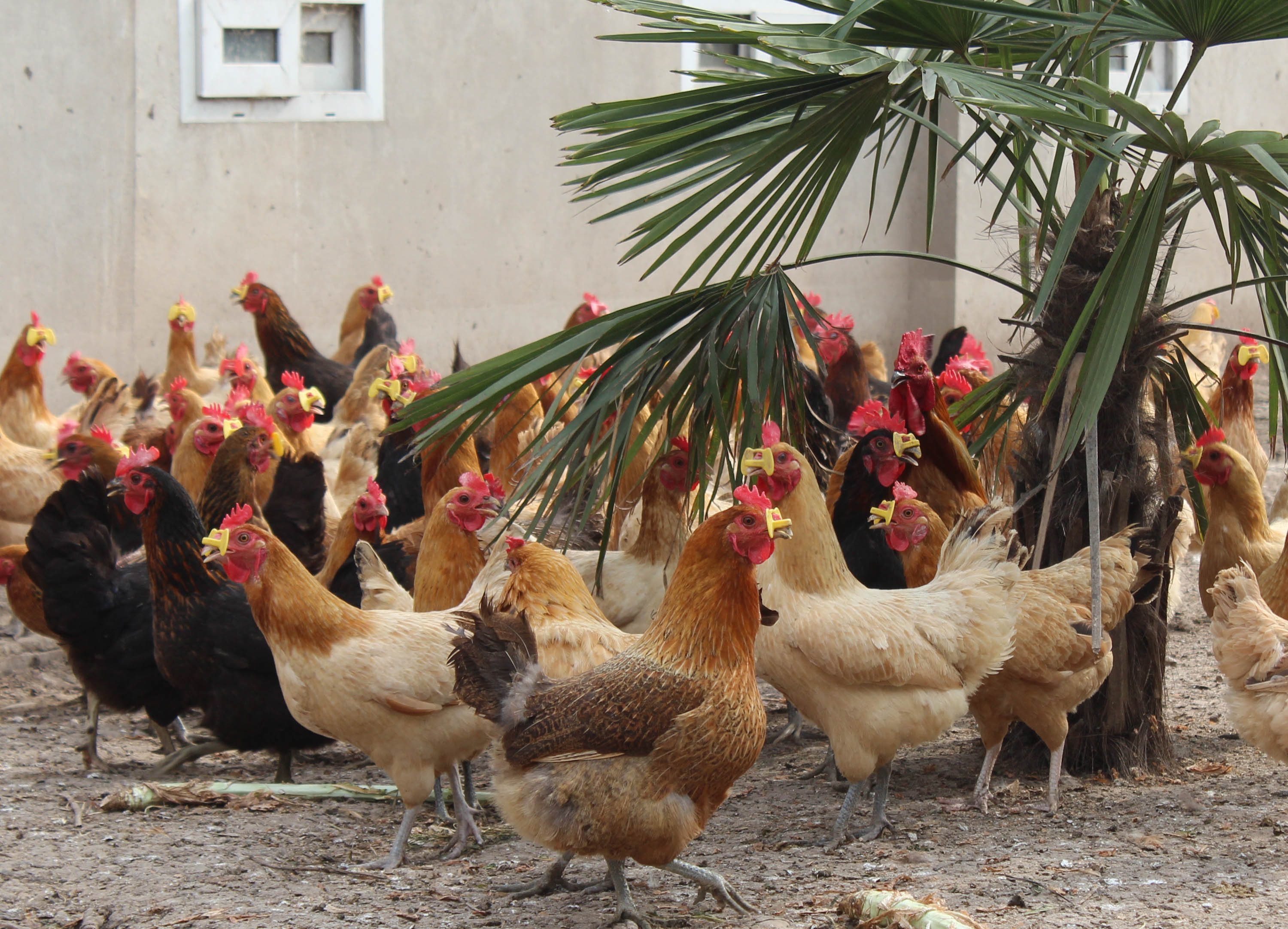 The chickens at a farm of the local armed police force in east Chinas Jiangsu province were forced to put on special glasses to prevent them from fighting and cannibalism.