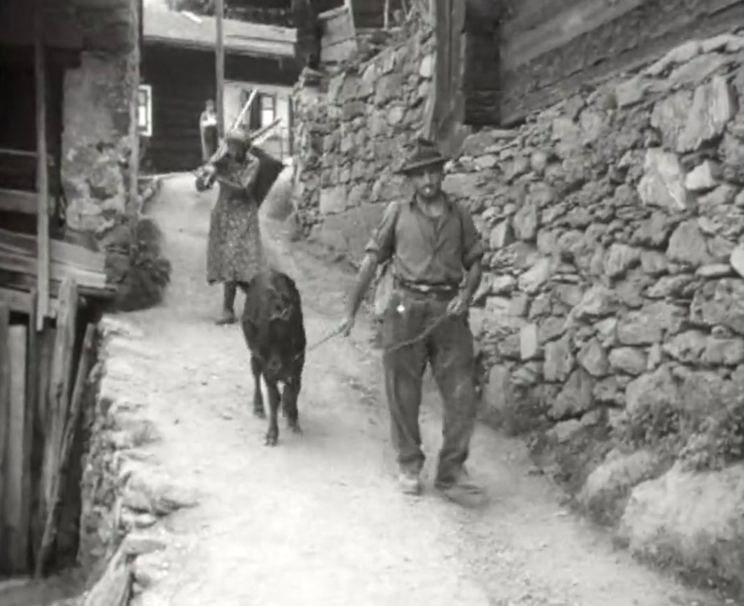 Homme marchant avec un veau en laisse