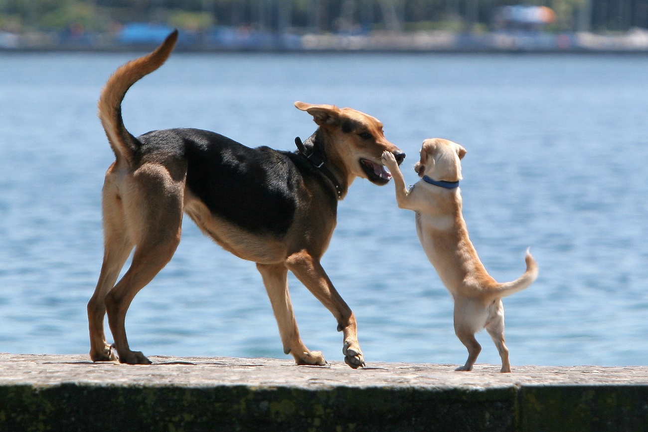 Zwei Hunde, die spielen