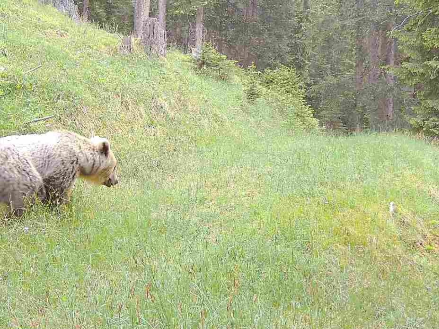 Bear kills four sheep near Scuol GR