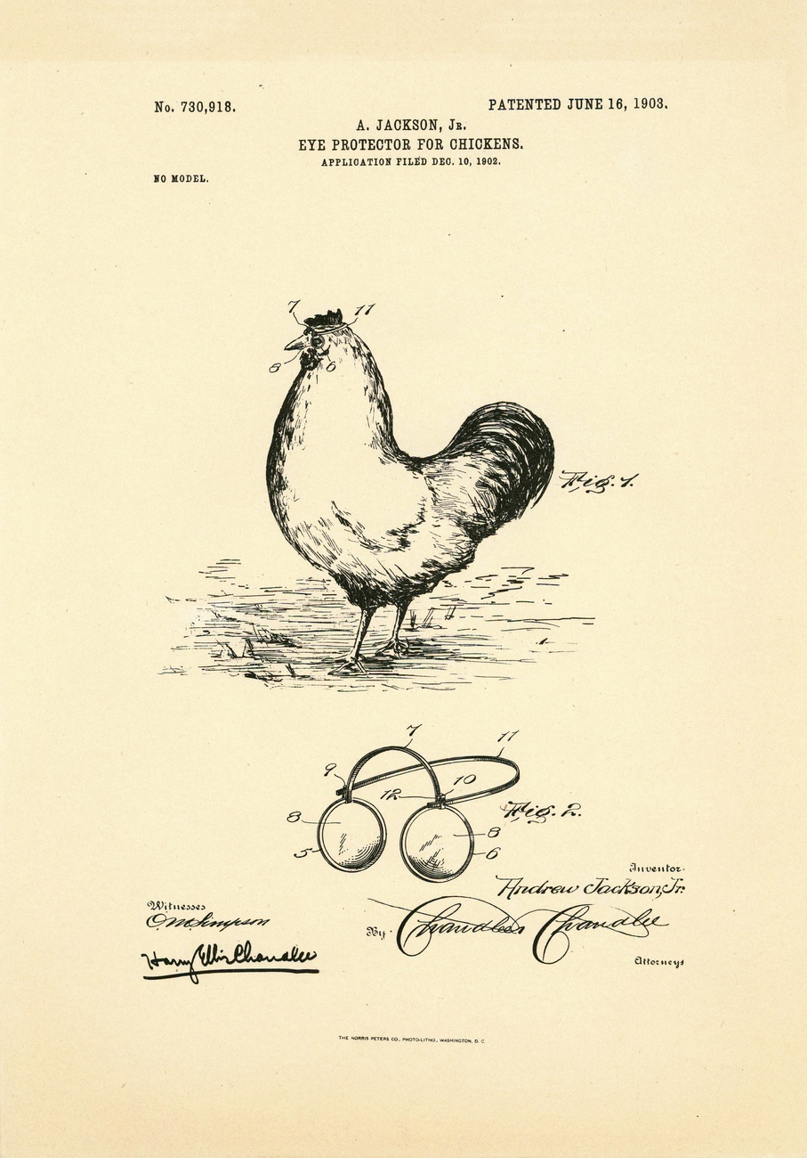 Eyeglasses for chickens patent, 1903. Artwork of a device designed by Andrew Jackson Jr. to protect the eyes of chickens from aggressive pecking by other chickens.