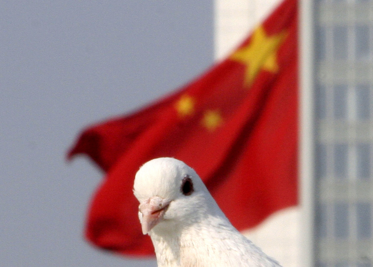 Eine Brieftaube vor der chinesischen Flagge