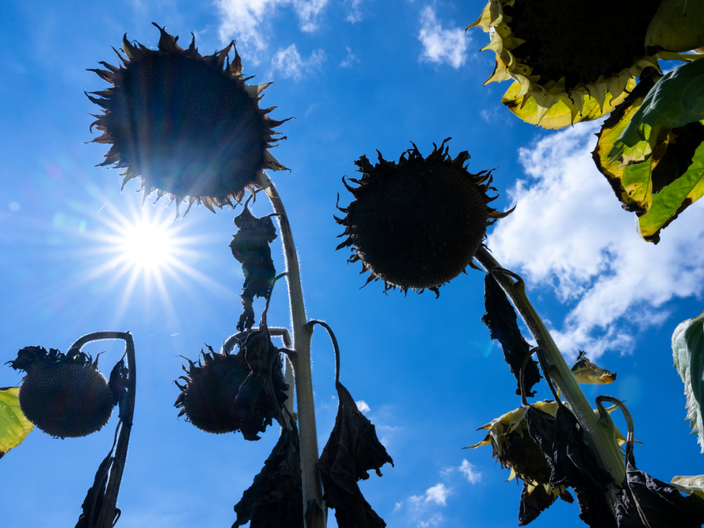 girasoli secchi