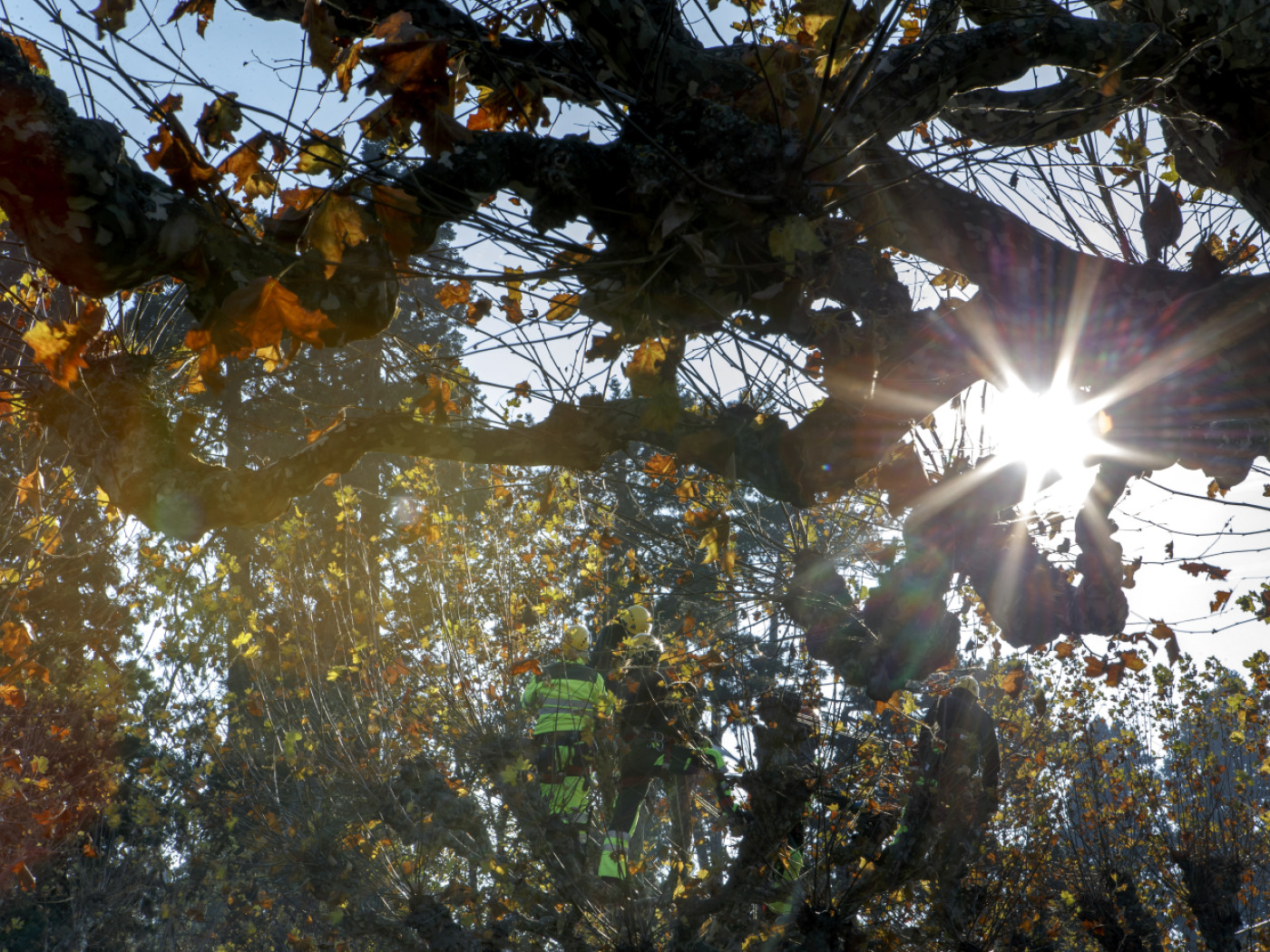 urban plane trees largely help