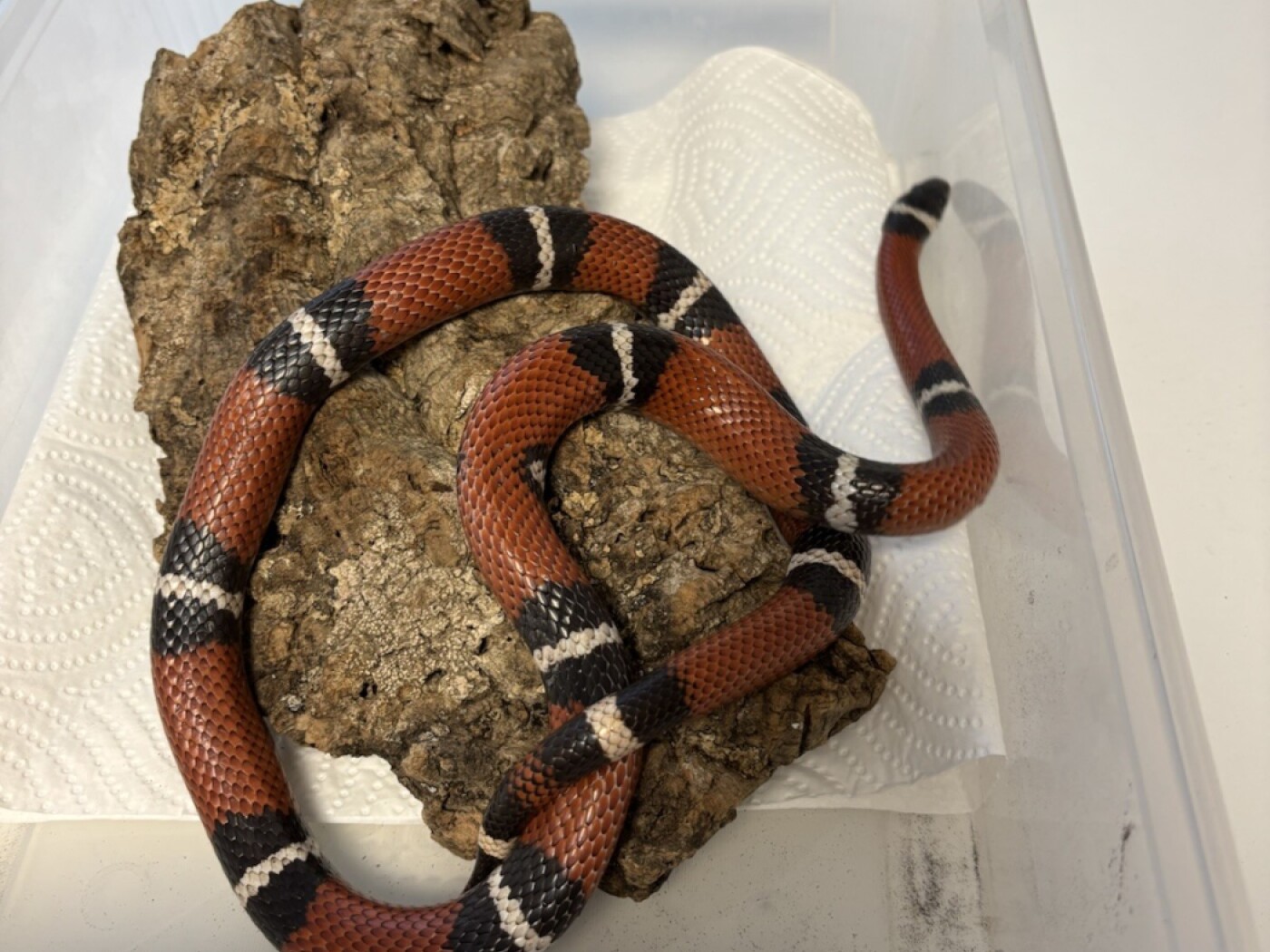 Aargau cantonal police capture a king snake in Veltheim AG