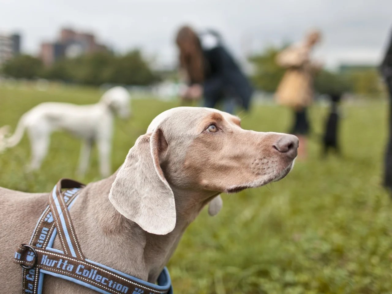 Sollen Hundekurse für alle obligatorisch werden? Diese Frage dürfte bald auch die Bundespolitik beschäftigen.