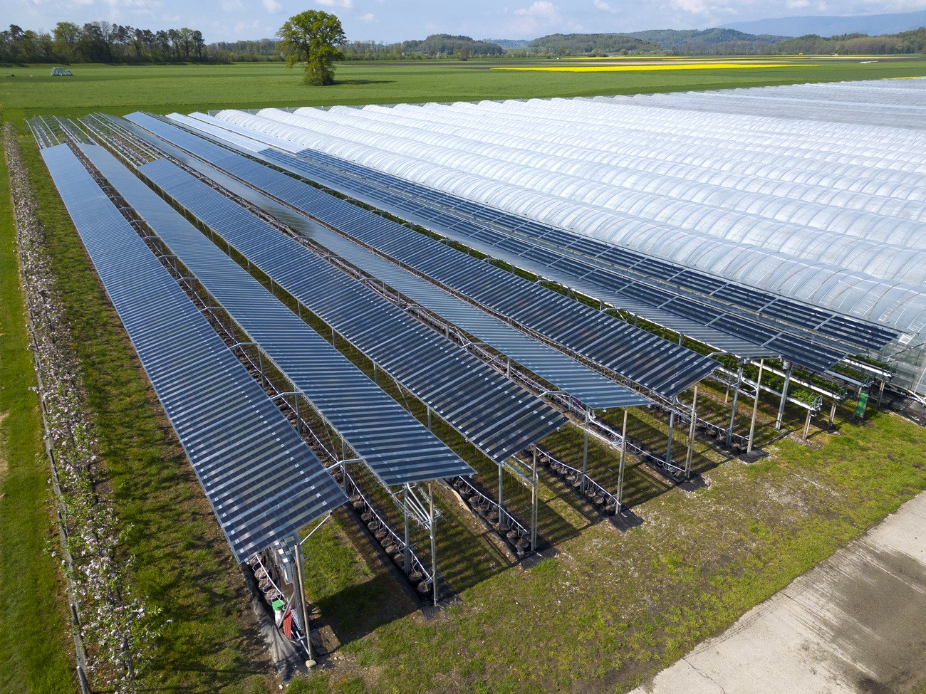 Solarpaneele bedecken Beerenkulturen