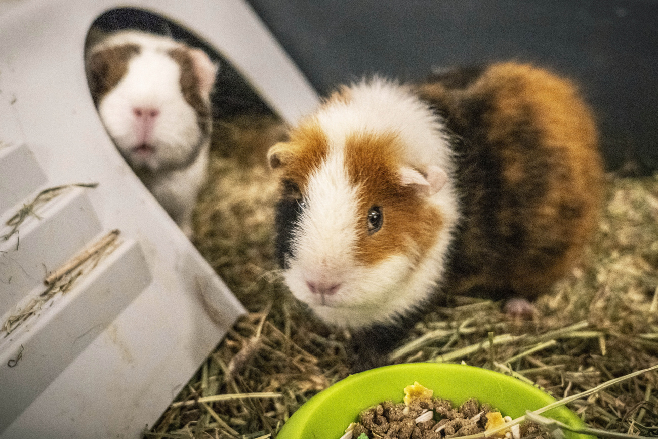 A view of two guinea pigs in a cage,