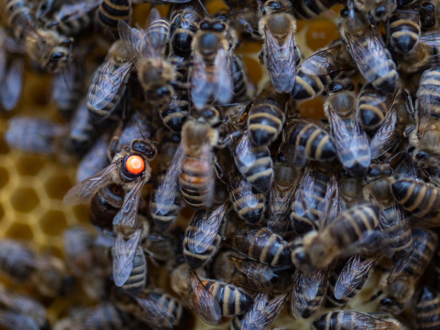 One in five Swiss bee colonies failed to survive the winter