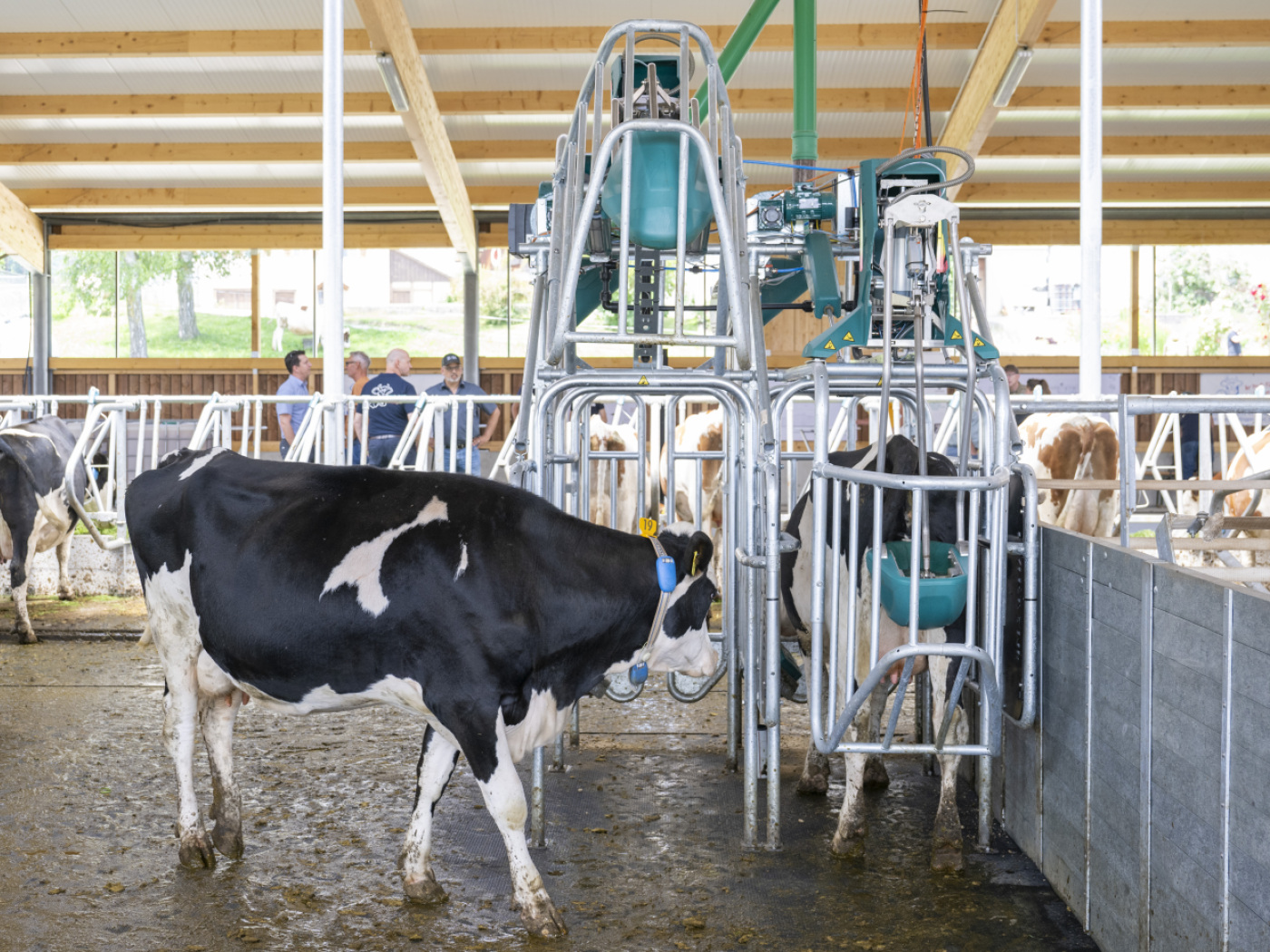 Switzerland's first cow toilet is in use in Hellbühl LU