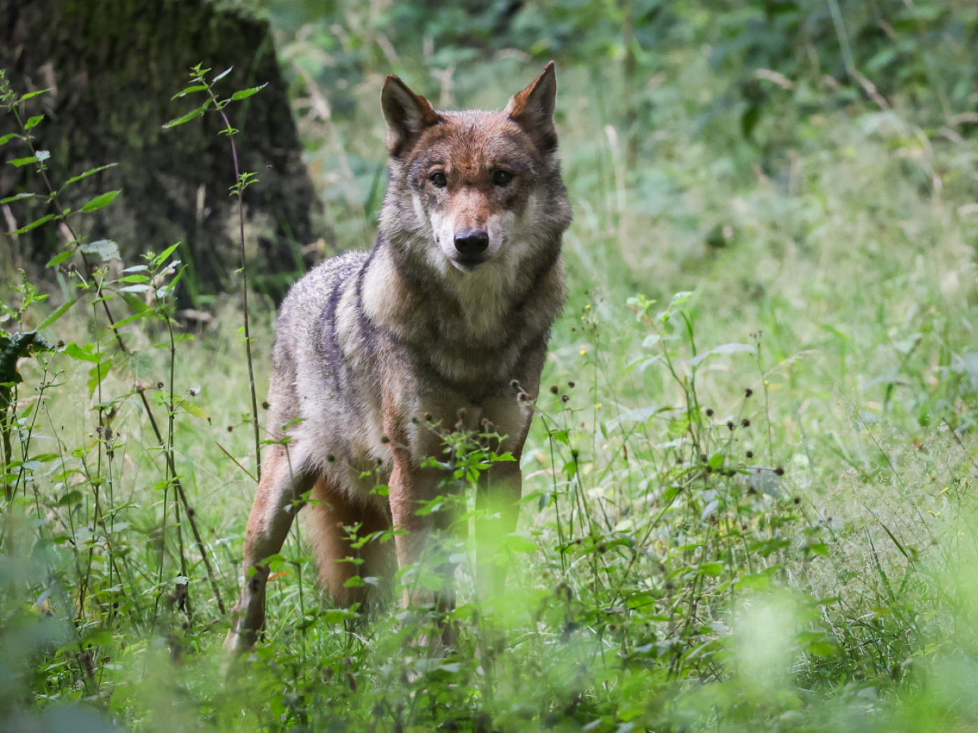 A wolf shot dead in the Upper Valais