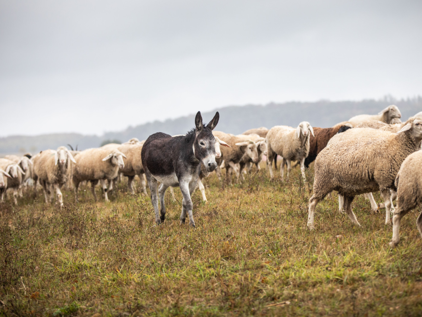 No donkeys in the Jura to protect flocks from the wolf