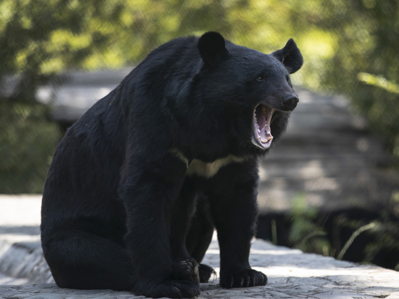 bear force cancellation flights japan