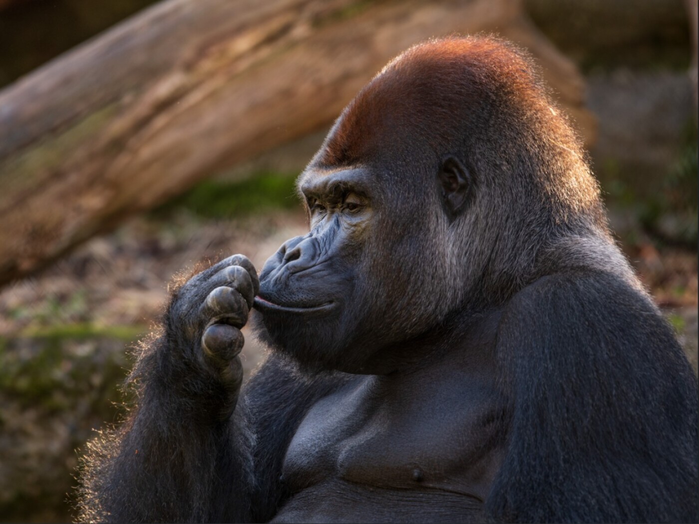 The dominant male gorilla at Basel Zoo has died